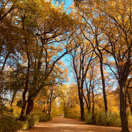 Angelic Universal Regression Alchemy (A.U.R.A.) - Selbstheilung mit deinem Höheren Ich