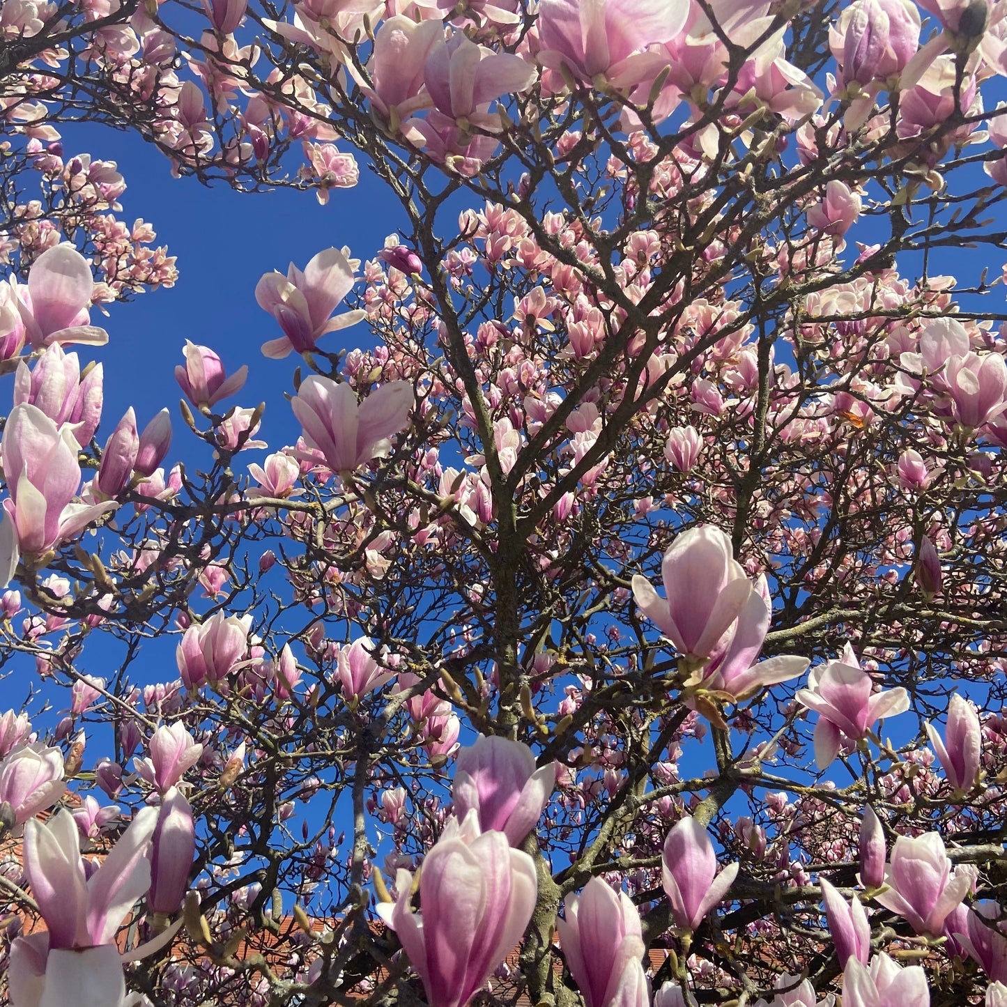 Angelic Universal Regression Alchemy (A.U.R.A.) - Selbstheilung mit deinem Höheren Ich