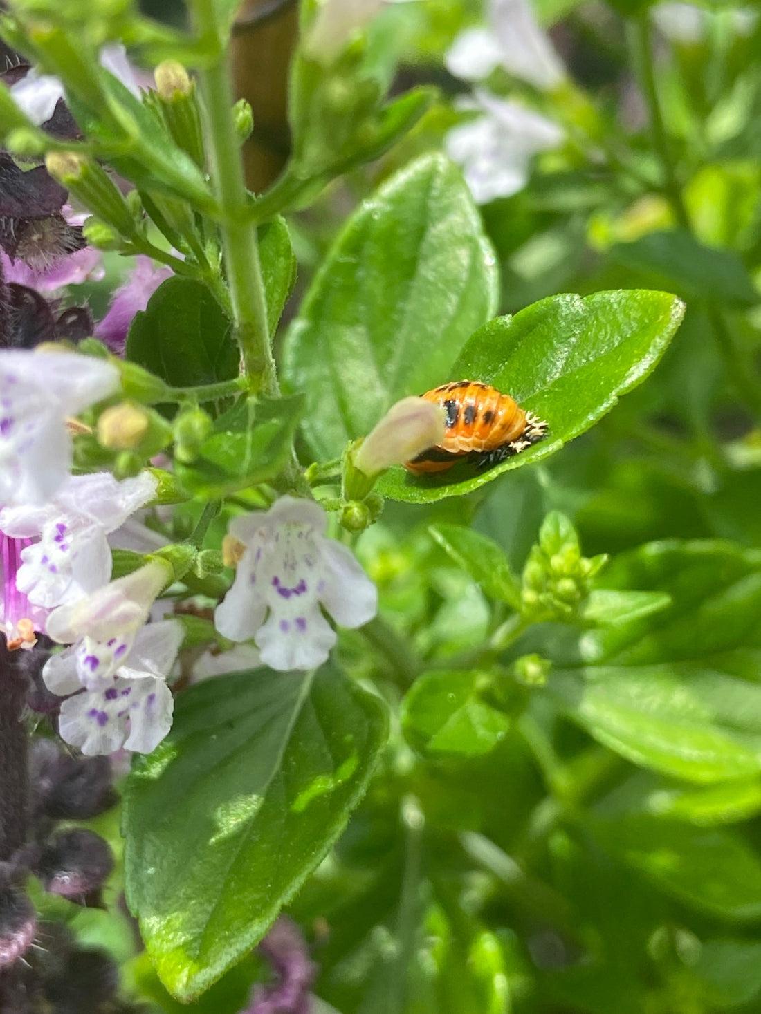 Ladybugs - A.U.R.A. Transkript (English)