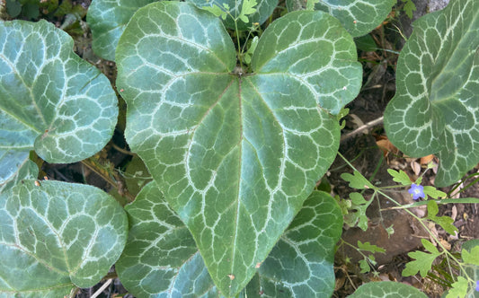 It’s always about the love - A.U.R.A. Transcript (English)