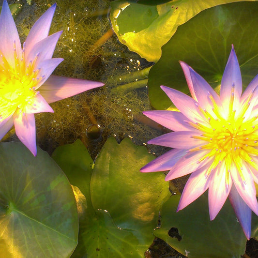 Reiki Angelic Alchemy Healing - Selbstheilung und Aktivierung in der Entspannung