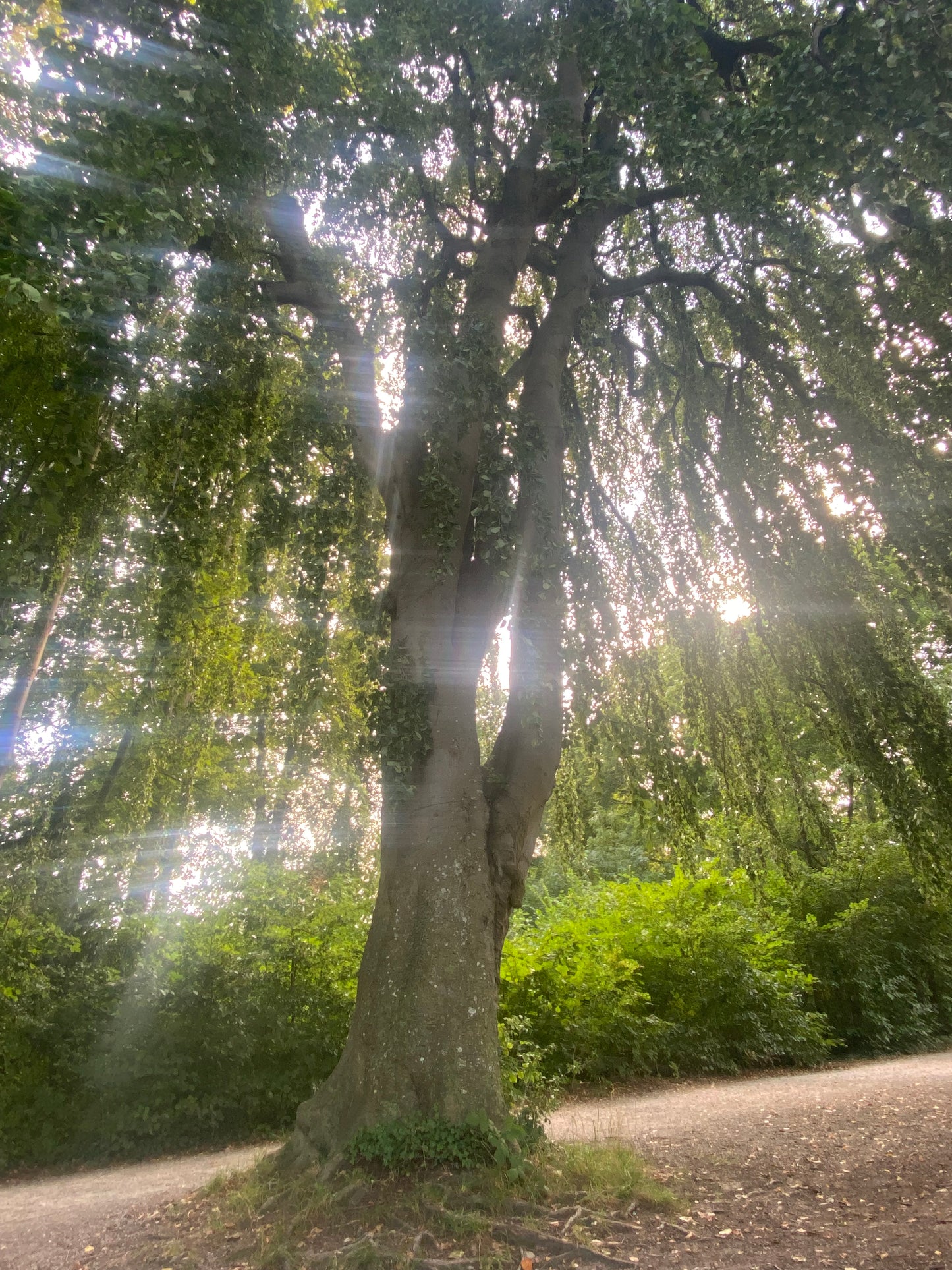 Quantum Galactic Akashic Reading - Botschaften von deinem höheren Selbst