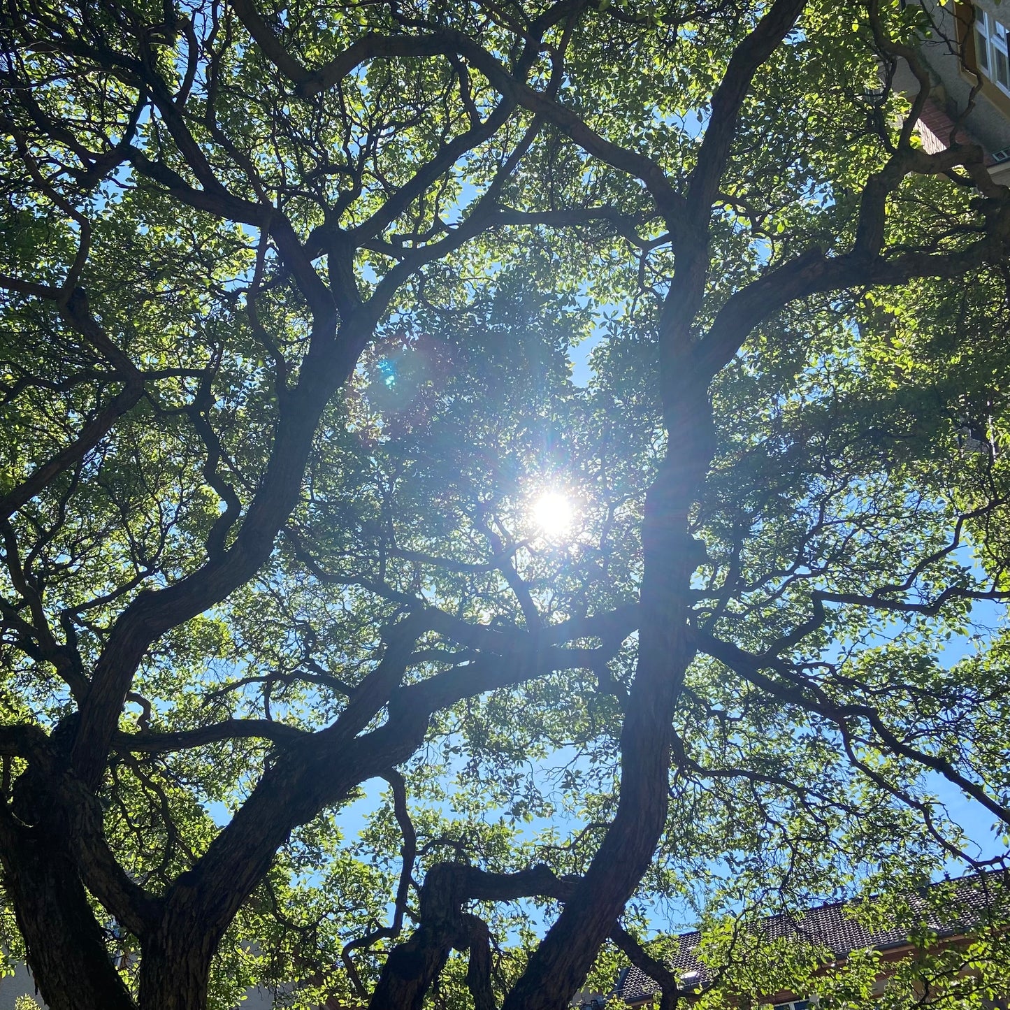 Quantum Galactic Akashic Reading - Botschaften von deinem höheren Selbst